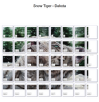 Snow Tiger